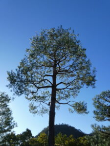 光悦寺庭園にて