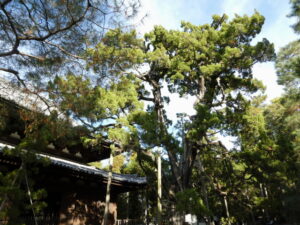 大徳寺のイブキ