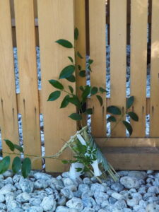 多岐原神社（皇大神宮 摂社）