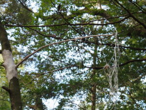 御手洗場付近にて（瀧原宮）